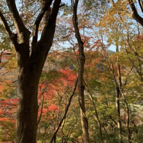 紅葉している木々